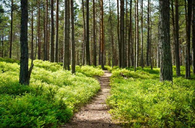 Boende under TCS Lidingöloppet