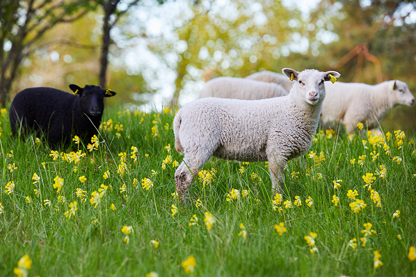 Grazing animals are needed for the growth of vegetables